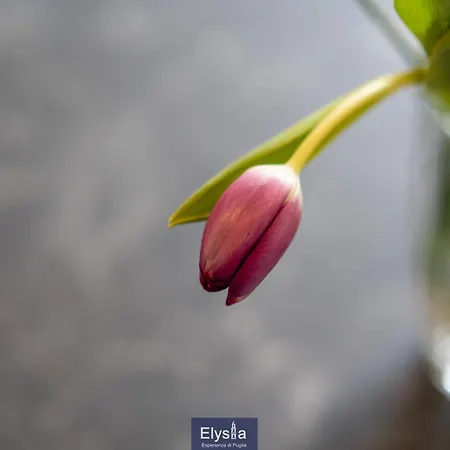 Bed & Breakfast Elysia - Esperienza Di Puglia Andria