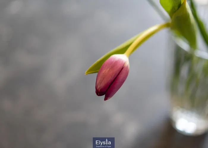 Bed & Breakfast Elysia - Esperienza Di Puglia Andria